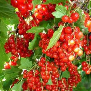 Красная смородина:советы по выращиванию ягодной культуры