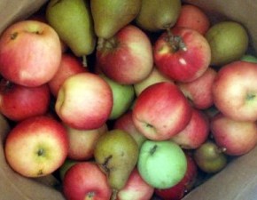 Квашение яблок и груш:как приготовить раствор солода