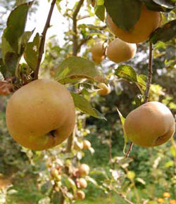 Яблони и груши:сроки созревания плодов
