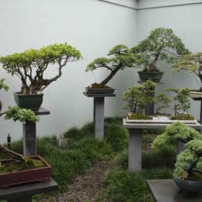 Выращивание декоративных деревьев в горшках:когда садить и как ухаживать