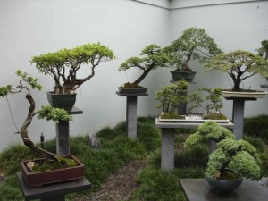 Выращивание декоративных деревьев в горшках