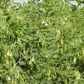 Технология выращивания чечевицы:урожайность чечевицы