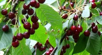Какие сорта черешни распространены у нас