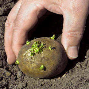 Выращивание картофеля:как хранить семенные клубни