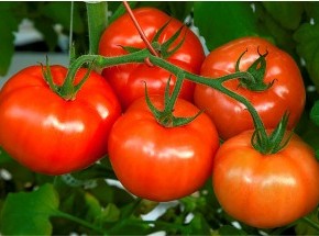 Поль Робсон:высокоурожайный сорт помидор