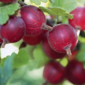 Крыжовник :посадка,уход и урожайность ягодной культуры
