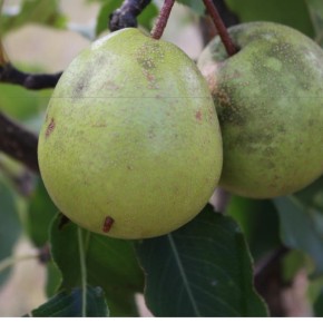 Китайская груша:урожайность плодового дерева