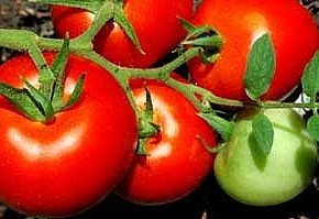 Большая девочка:новый сорт томатов