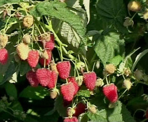 Хозяйственные и биологические особенности ягодных культур