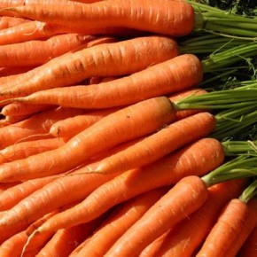 Когда сеять морковь и свеклу в 2018 году