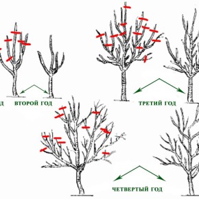 Обрезка плодовых деревьев:основные правила обрезки деревьев