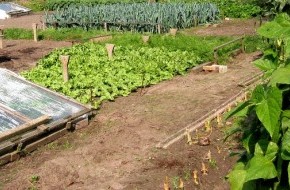 Огород:агротехнические приёмы и другие меры выращивания растений