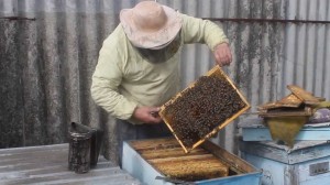 Ускоренное весеннее развитие пчёл
