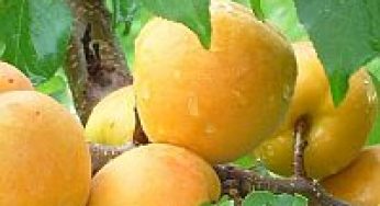 Плодовые и ягодные растения:высокоценные сорта и районы промышленной культуры