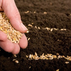 Семеноводческие фирмы: семена,  подготовленные к посеву