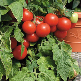 Гибридные сорта томатов:характеристика  группы Де-Барао