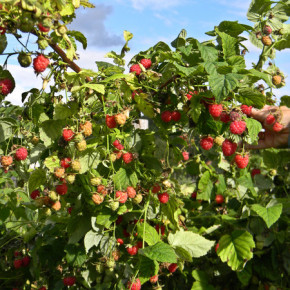 Малина:от чего зависит развитие ягодного растения