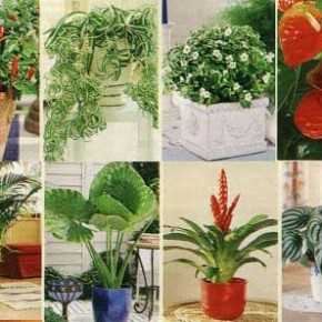 Комнатные растения:когда и как правильно поливать