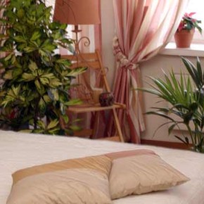 Как правильно расположить цветы в доме:комнатные растения для спальни