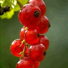 Красная смородина:технология выращивания ягодной культуры