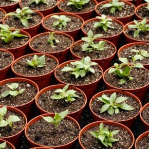 Выращивание рассады:советы агронома