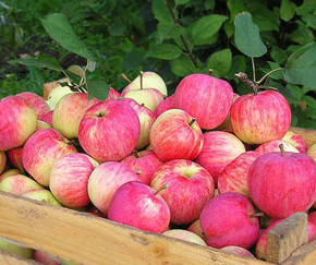 Хранение яблок:как и где их правильно хранить