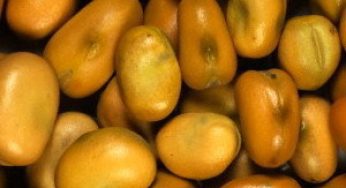 Зерновые бобовые культуры :биологическая ценность белка растений