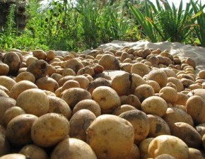 Киранда:характеристика китайского сортового картофеля