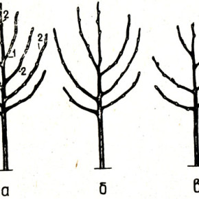 Крона грузбек:высокие урожаи плодоносящих деревьев