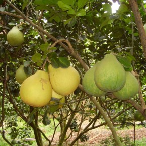 Закладка плодового сада:где лучше сажать грушу