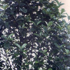 Крона грузбек:обрезка плодоносящих деревьев