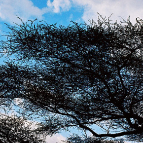 Плоскостная веретенообразная крона:на каких деревьях лучше выращивать