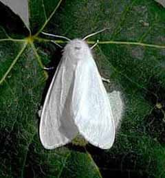 Американская белая бабочка:внешняя характеристика вредителя