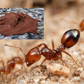 Садовые муравьи:как избавиться от насекомых