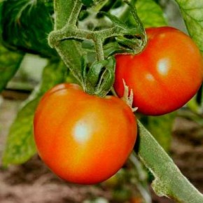 Как  обезопасить помидоры от болезней