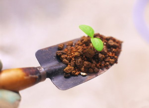 Как проверить можно ли высевать семена