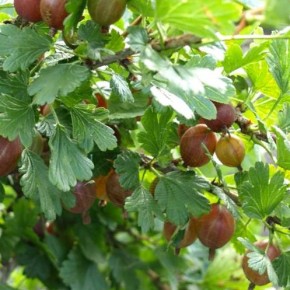 Крыжовник:выращивание и размножение ягодных кустов