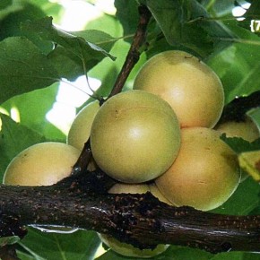 Период плодоношения и усыхания: повышение зимостойкости плодовых деревьев