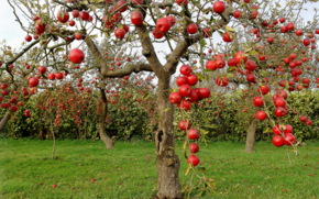 Период плодоношения :развитие дерева во второй половине плодоношения