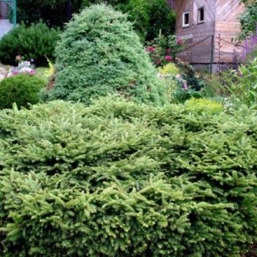 Применение гербицидов в садах  :поверхносное внесение гербицидов