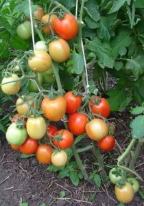 Средства защиты томатов от фитофтороза