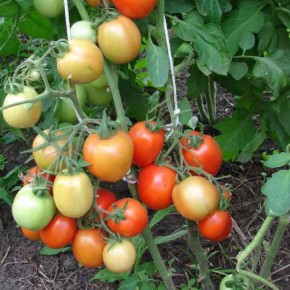 Йодный раствор защитит томаты от фитофтороза