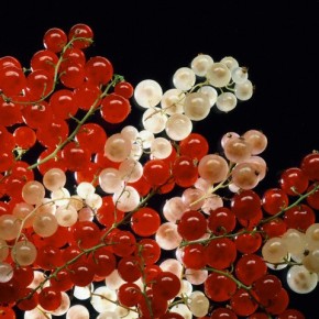 Красная и белая смородина:что производят из ягод