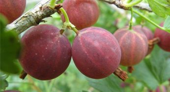 Крыжовник:какая урожайность ягодных кустов