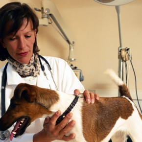 С 13 февраля 2013  вступают в силу новые расценки  на ветеринарные услуги