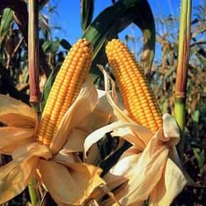 Выращивание кукурузы:полив и удобрение