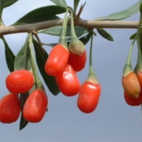 Плоды годжи:полезные свойства ягод