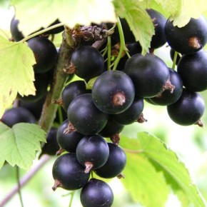 Чёрная смородина:полезные свойства ягод