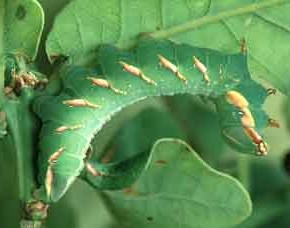Вредители сада:листогризущие гусеницы