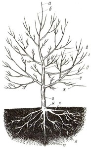 Направление роста скелетных ветвей